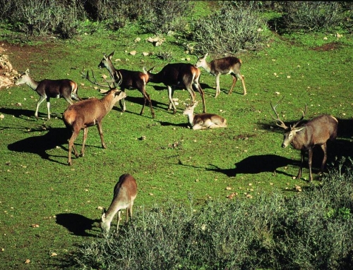 PARQUE CINEGÉTICO DEL COLLADO DEL ALMENDRAL