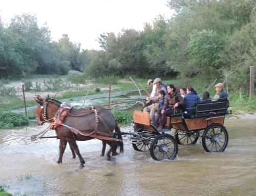 PASEOS EN CHARRÉ O COCHE TIRADO POR MULAS