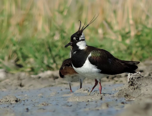 ESCUCHA DE CANTO DE AVES