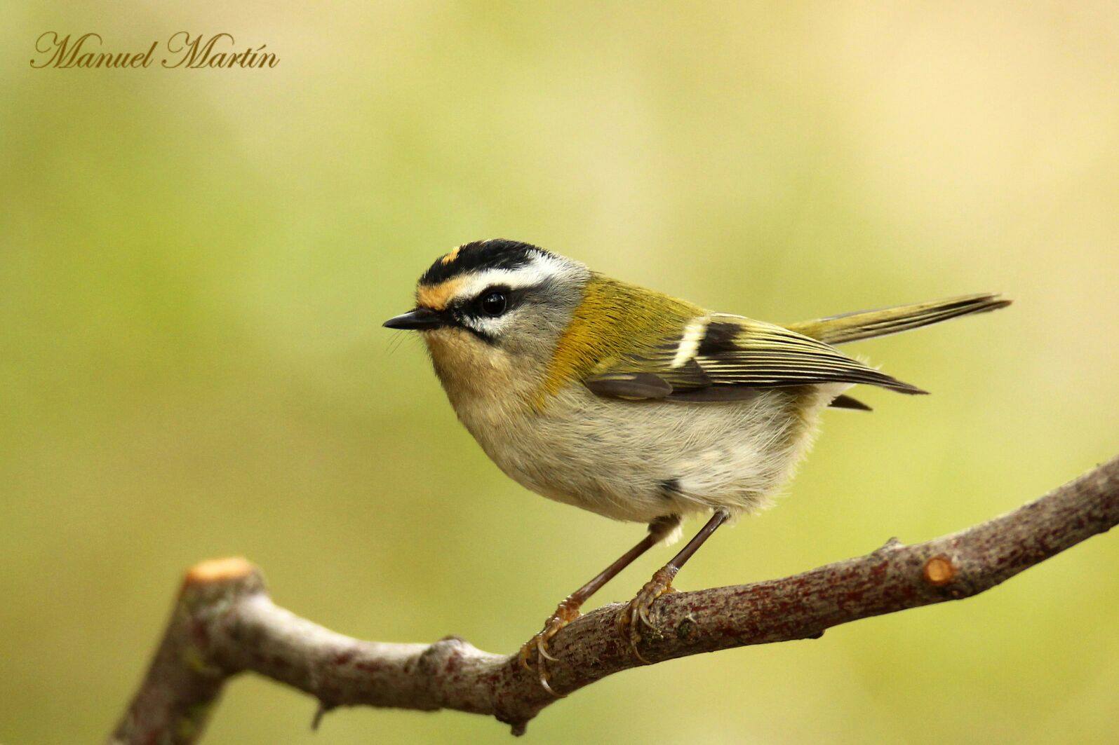 El rey de las aves