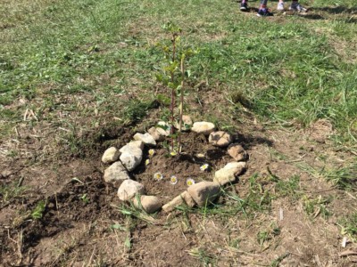 Día del árbol 2018