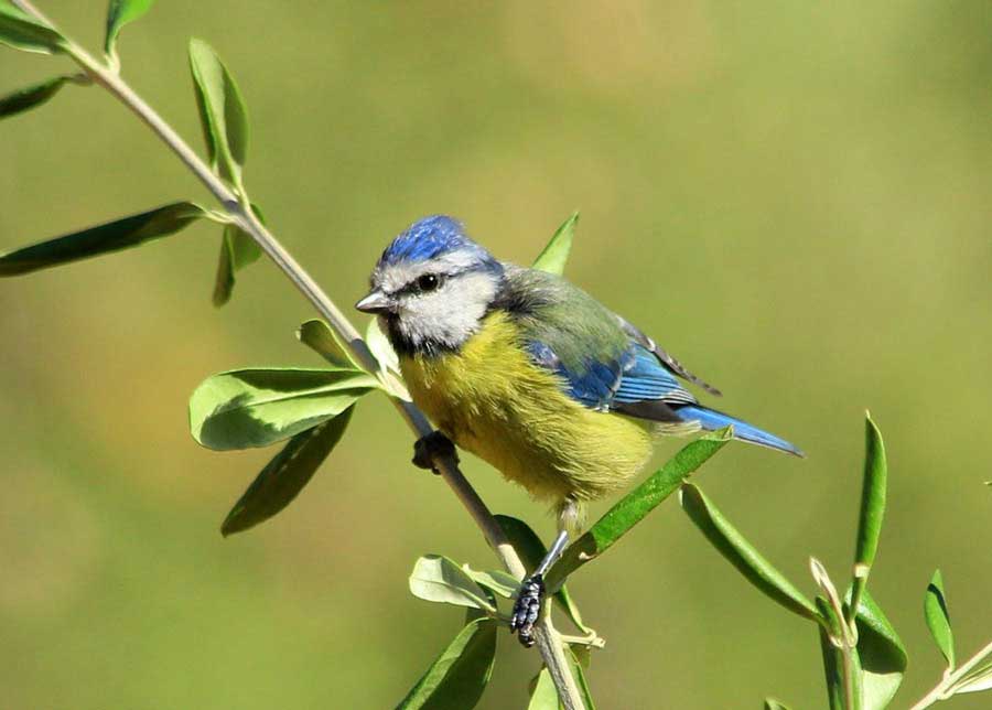 aumentando la biodiversidad del pinar