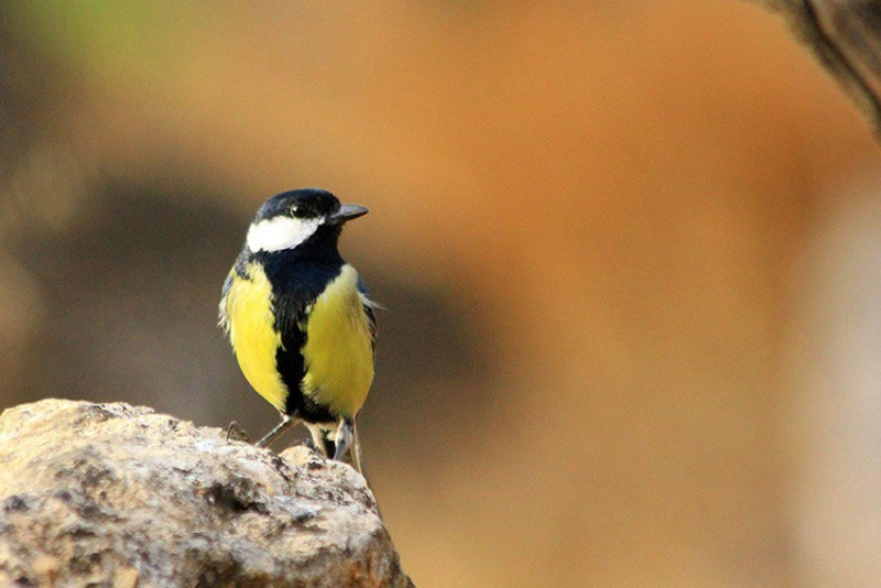 Aumentando la biodiversidad del pinar zagala