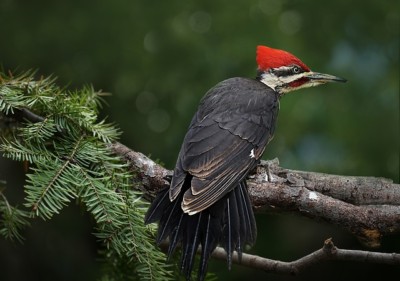 los habitantes del bosque mágico