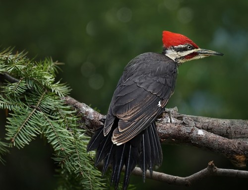 Los habitantes del bosque mágico