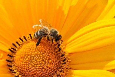 Día Internacional de las abejas
