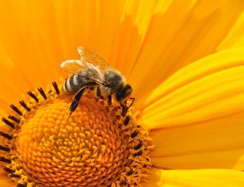 Día Internacional de las Abejas